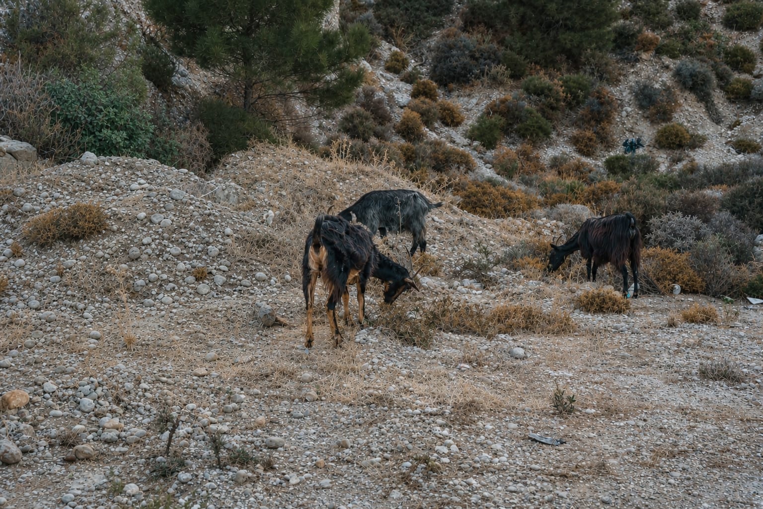 Goats along a rural roadside in Greece during a scenic drive
